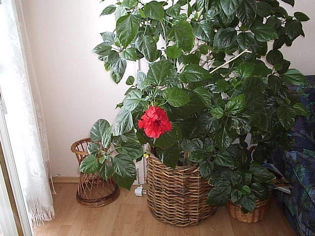 P1161278.JPG