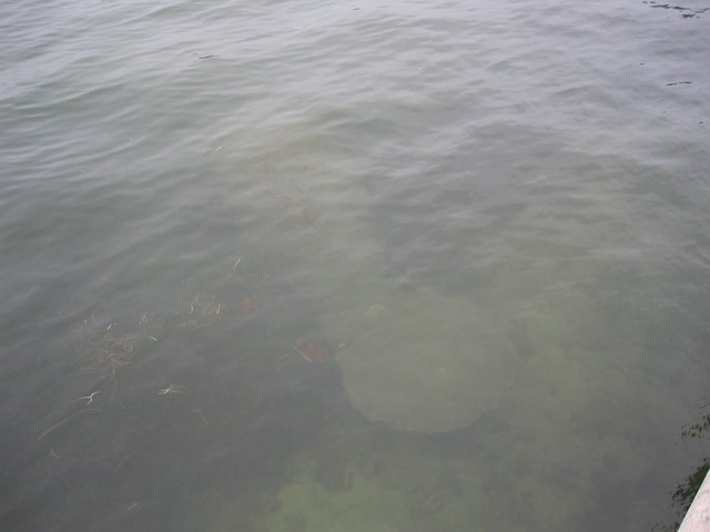 IMG_3537.JPG