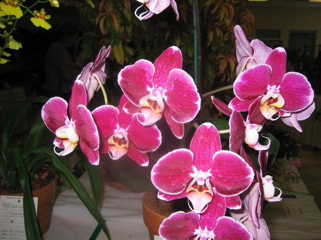 IMG_3911.JPG