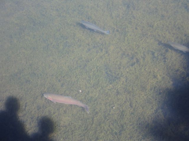 Nice Trouts IMG_4541.JPG