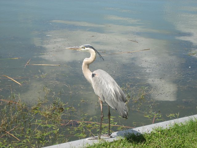 IMG_0947.JPG