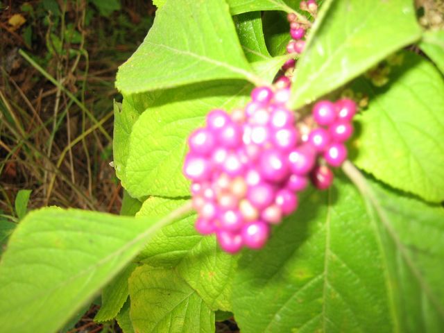 IMG_2284.JPG