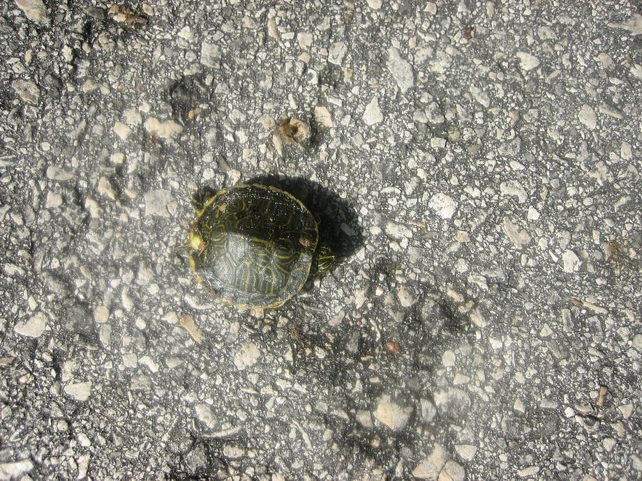 IMG 3055
