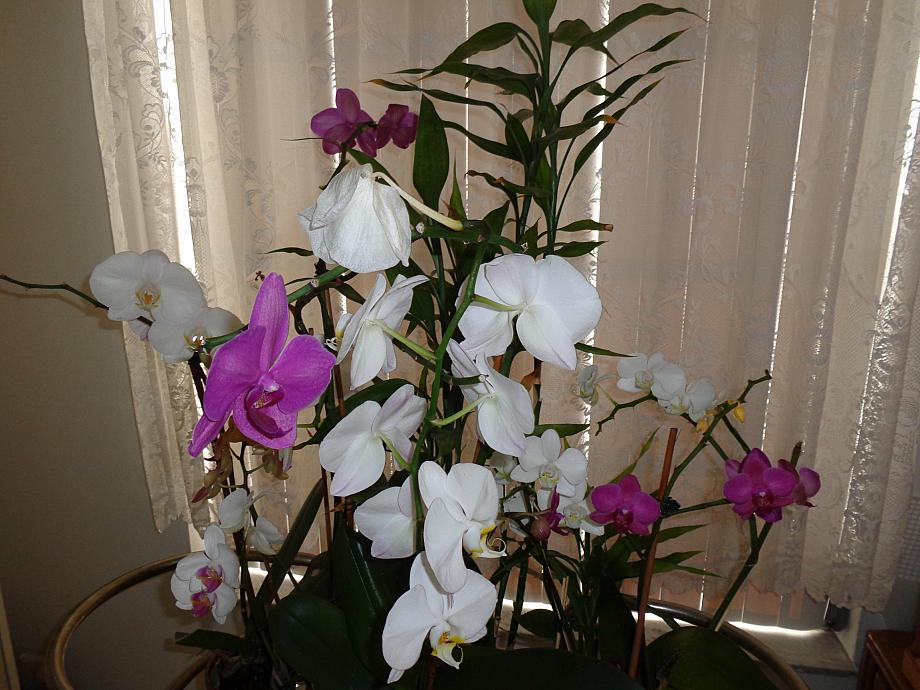 DSC00043