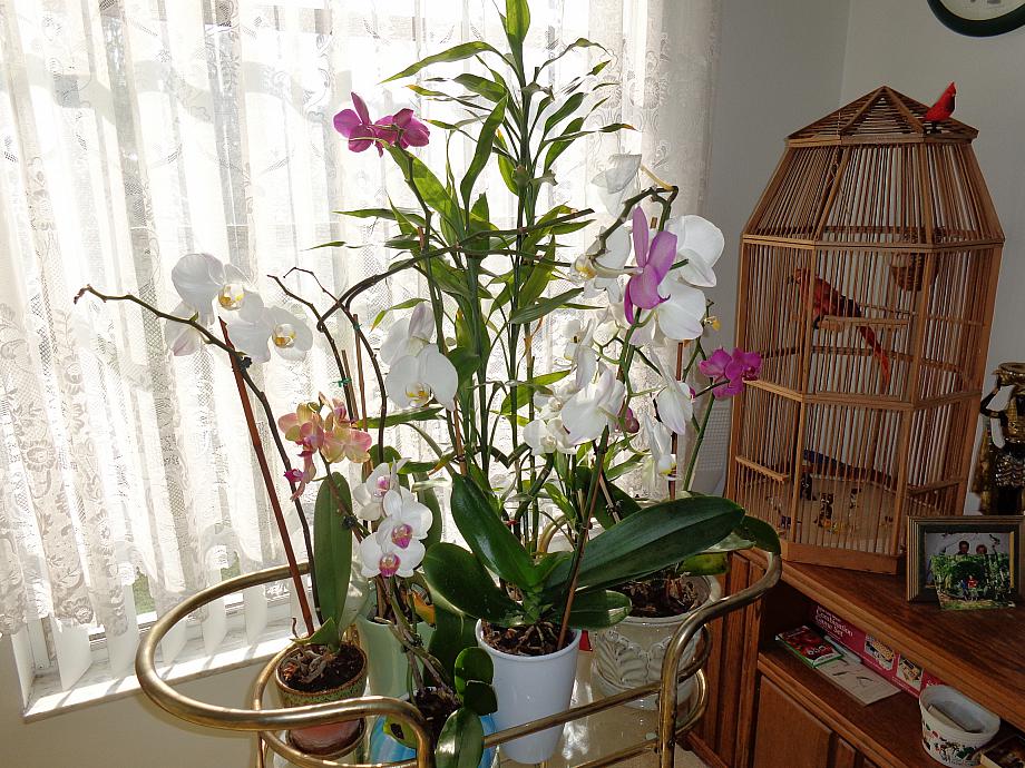 Moje orchideje, vypestovane u Hanicky na zahrade... DSC00046