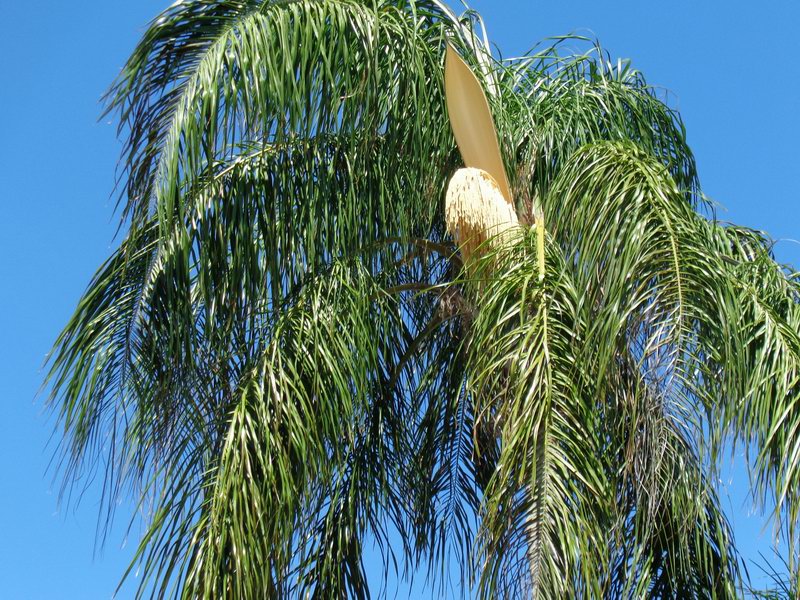 DSC00200