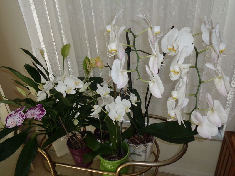 DSC07890