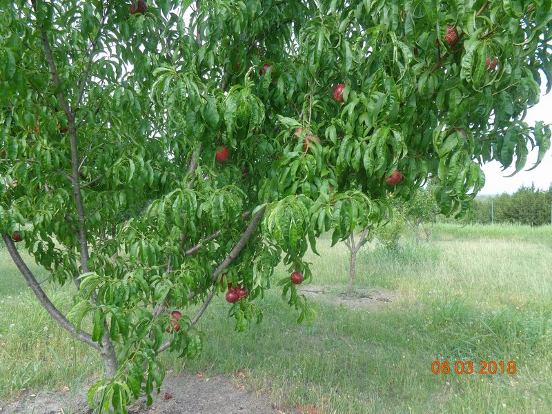 DSC08903