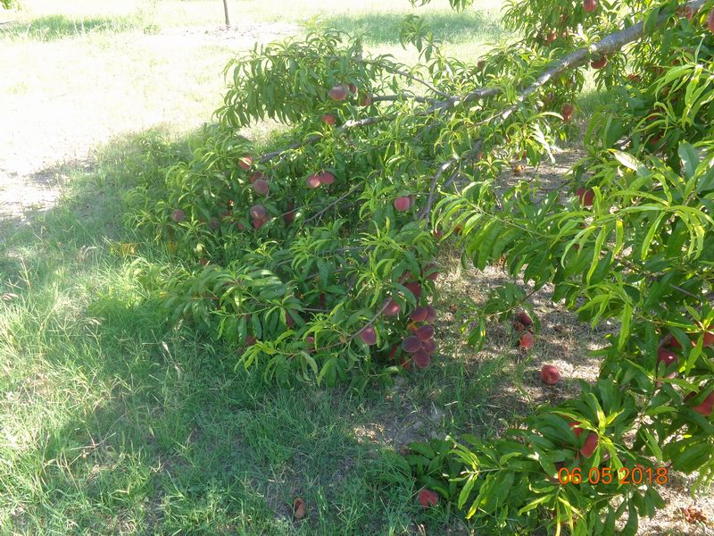 DSC08989
