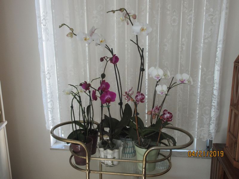 IMG 0166