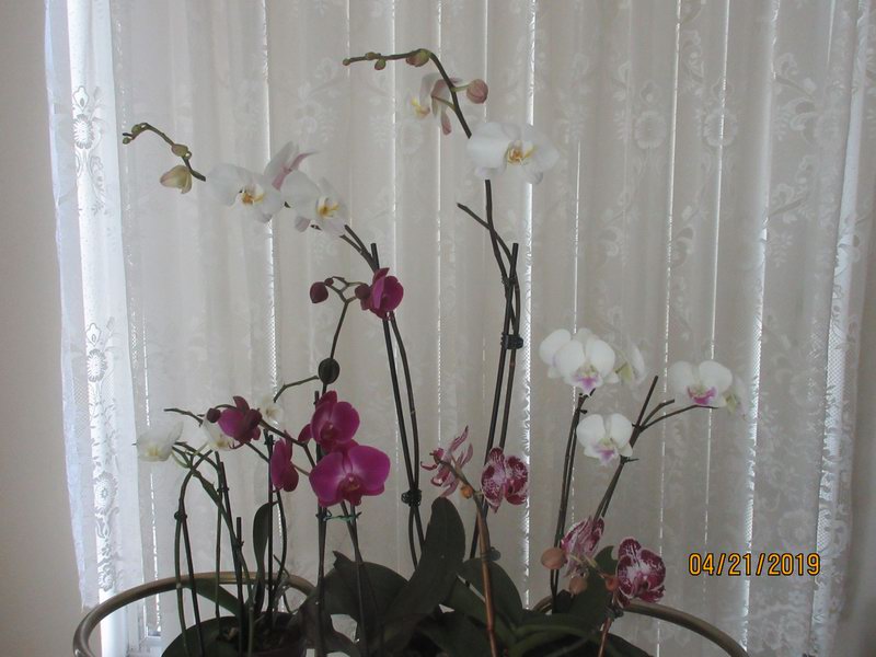 IMG 0167