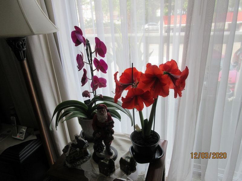 IMG 0373