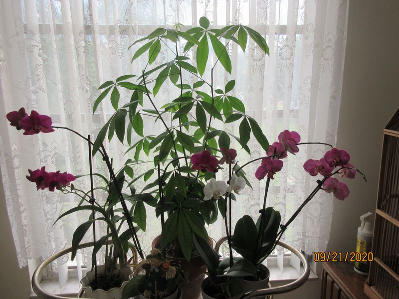 Orchids and Money Tree