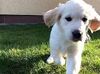 Arwen