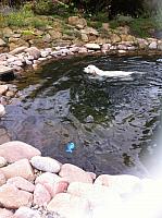 IMG 0810