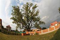 IMG_09994