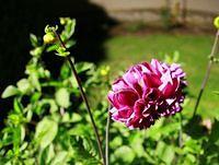 IMG_10188