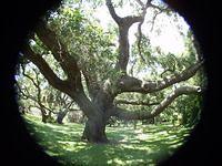 P8082802.JPG
Old Oak Trees
at the Mansion