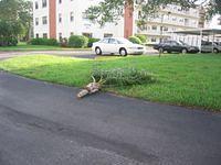 IMG_2534.JPG