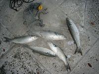 IMG_0486.JPG