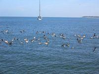 IMG_4200.JPG