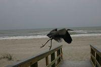IMG_8523.JPG