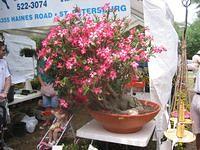 IMG_3904.JPG