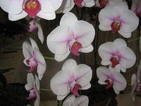 IMG_3912.JPG
