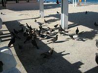 IMG_0109.JPG