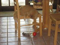 IMG_0530.JPG