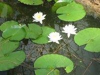 IMG_0942.JPG