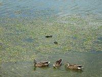 IMG_0951.JPG