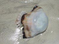IMG_0960.JPG