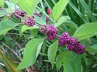 IMG_2287.JPG