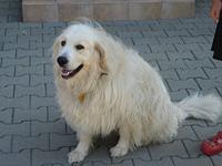 IMG 3294
