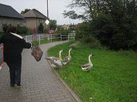 IMG 4225