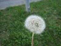 IMG 4394
