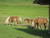 IMG 4590