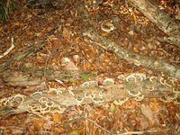 IMG 4968