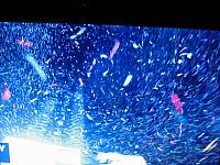 IMG 6355