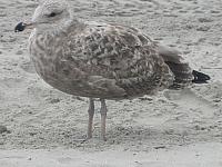 IMG 5778