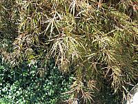 IMG 5985