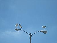 IMG 6680