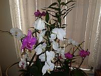 DSC00043