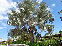 DSC00516
