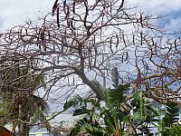 DSC00517