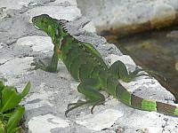DSC00521