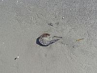 DSC00587