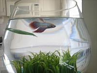 Betta Fish Fousek IMG 6966