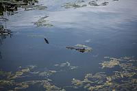 Baby Aligator 1 metr dlouhy u nas v jezirku